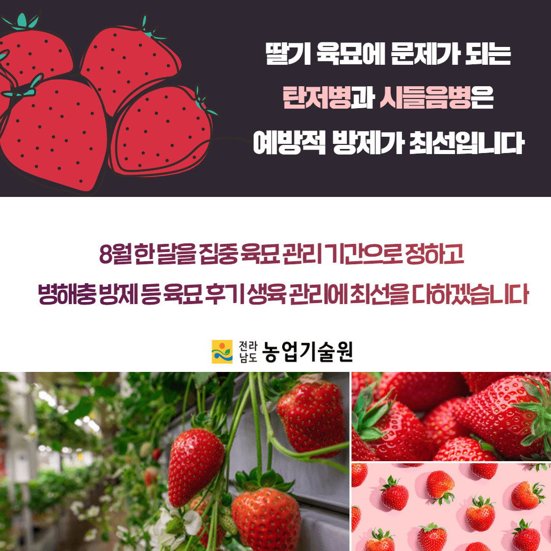 109. 고온다습한 날씨 ‘딸기 육묘관리 철저’ 5.png