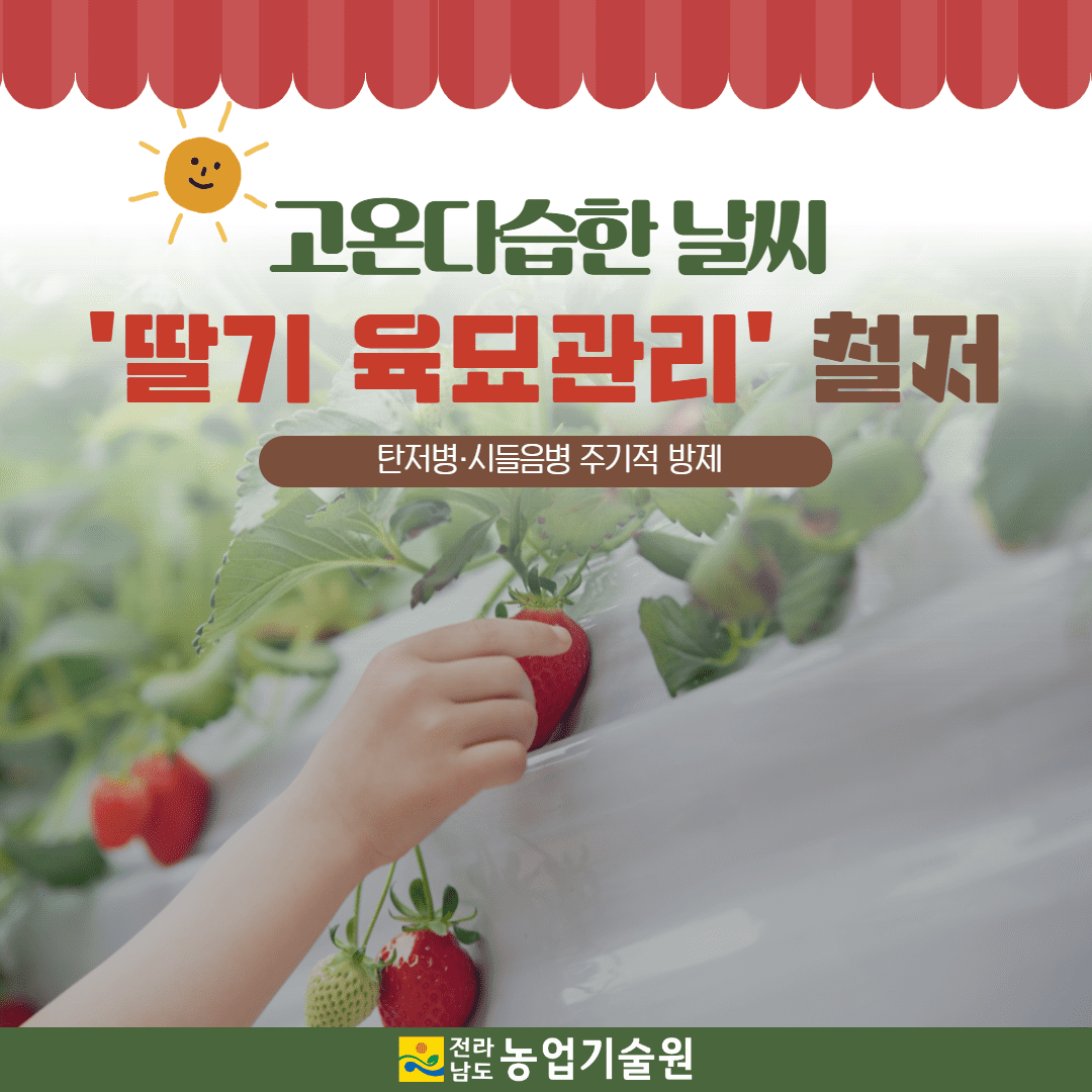 109. 고온다습한 날씨 ‘딸기 육묘관리 철저’ 1.png