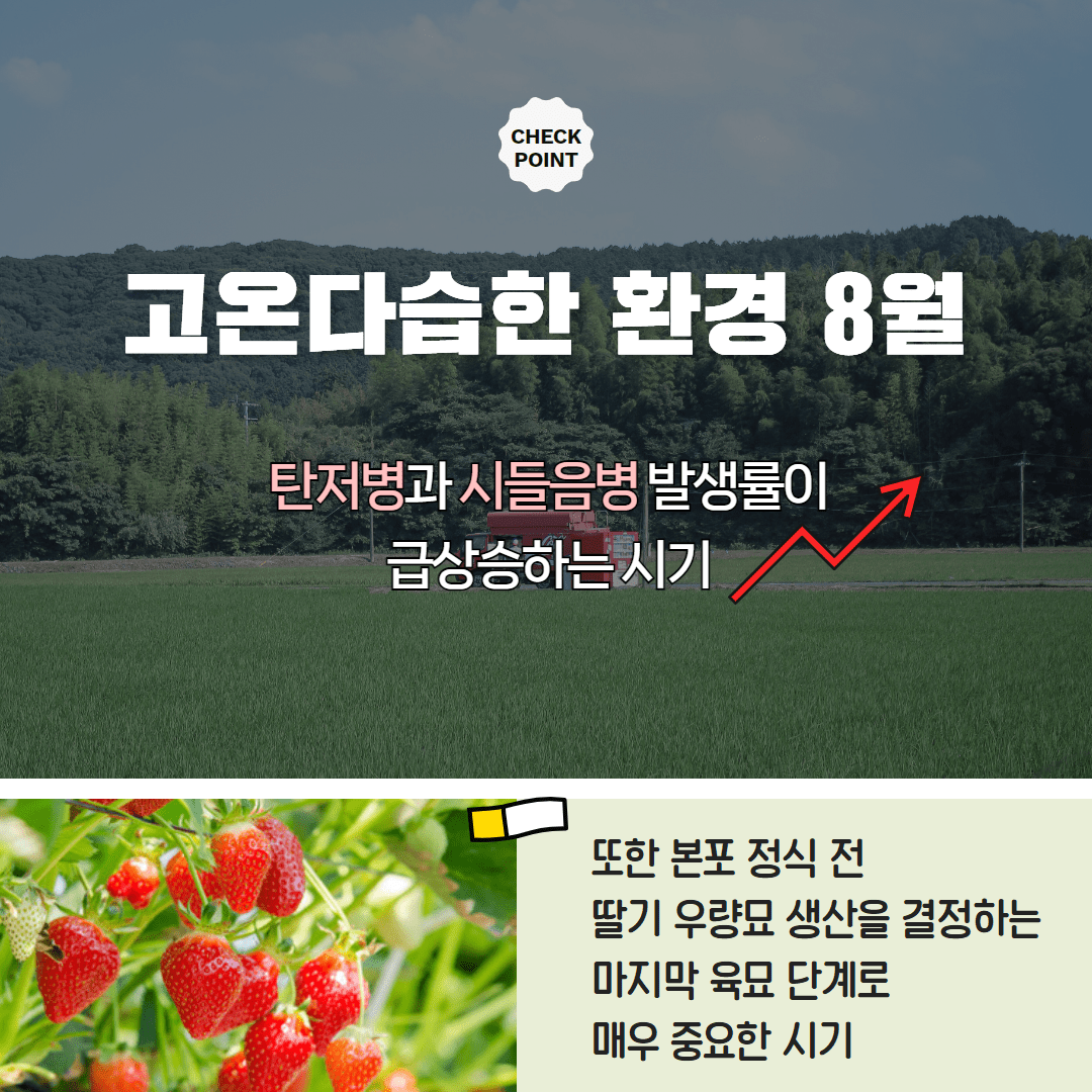 109. 고온다습한 날씨 ‘딸기 육묘관리 철저’ 2.png