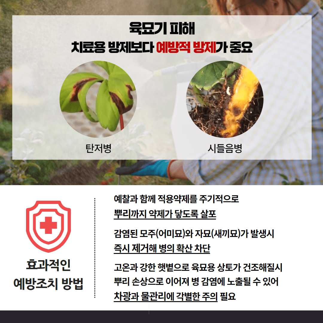109. 고온다습한 날씨 ‘딸기 육묘관리 철저’ 3.png