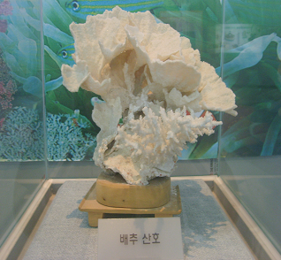 배추산호