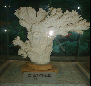 큰솜가지 산호