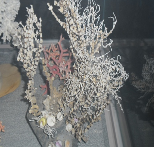 마디가지 산호